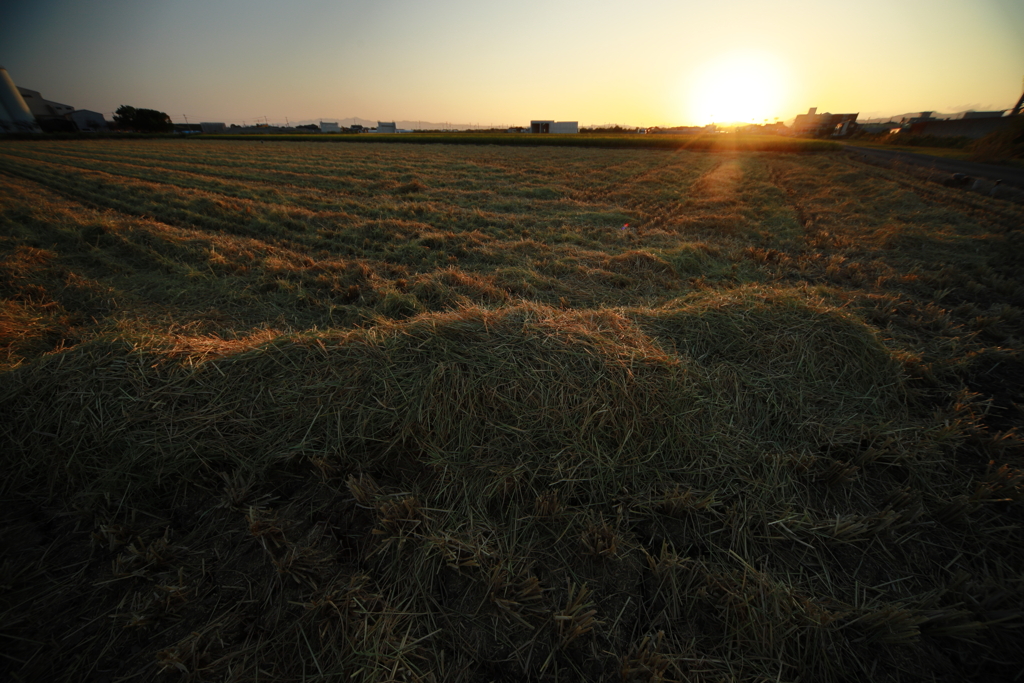 犬と散歩その道すがら