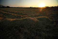 犬と散歩その道すがら