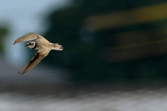 犬と散歩その道すがら