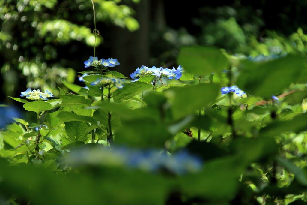 紫陽花