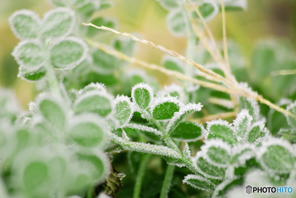 犬と散歩、その道すがら