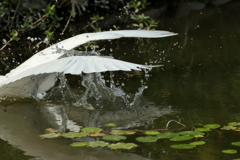 犬と散歩その道すがら