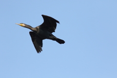 犬と散歩その道すがら