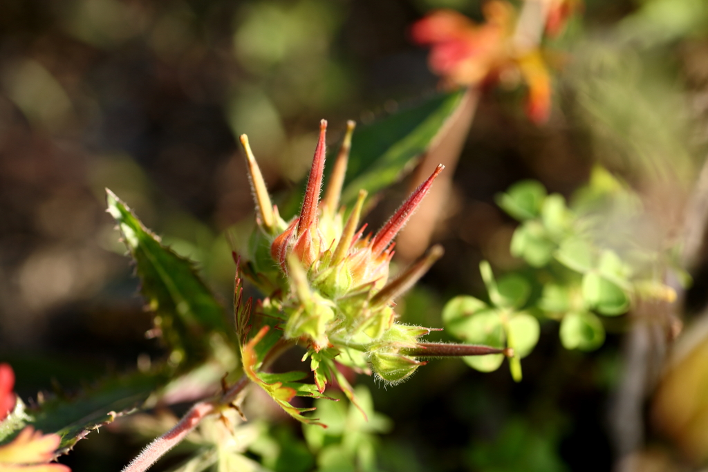 犬と散歩その道すがら