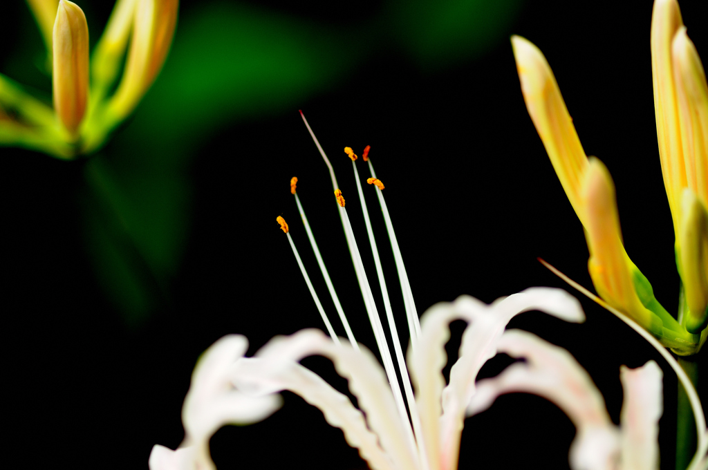 曼珠沙華