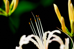 曼珠沙華