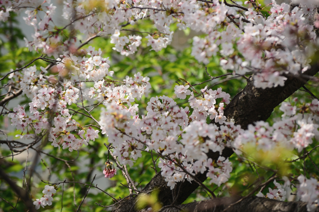 桜