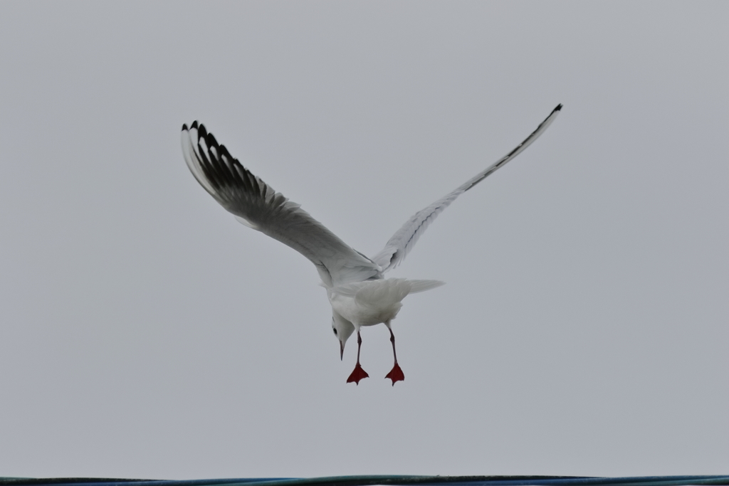 カモメ