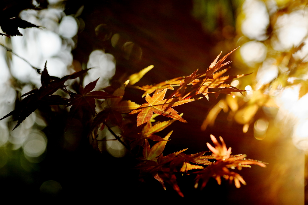 犬と散歩その道すがら