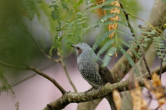 犬と散歩その道すがら