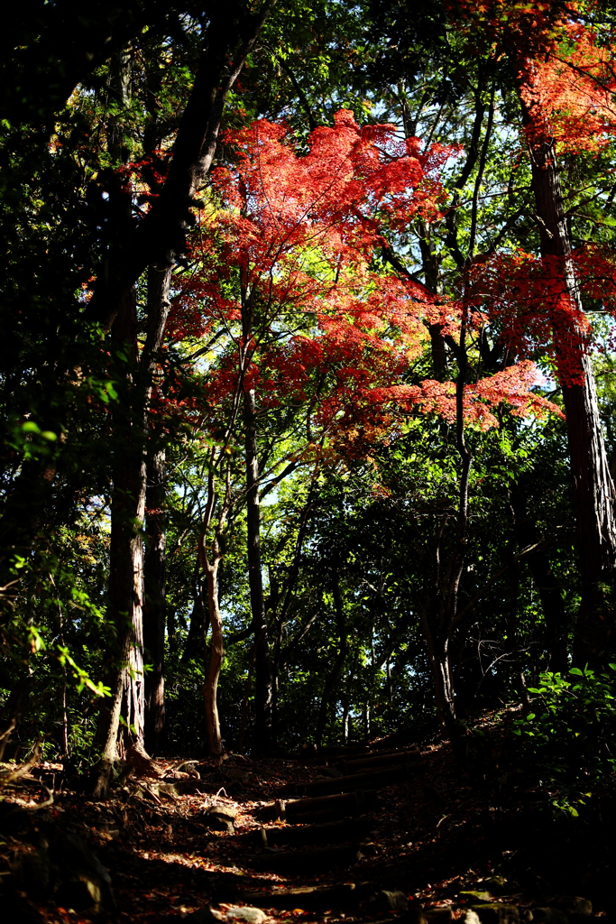 金立山紅葉