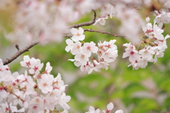 桜