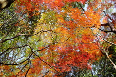 金立山紅葉