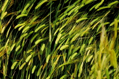 犬と散歩その道すがら