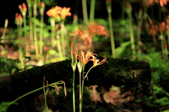 八幡岳のオオキツネノカミソリ