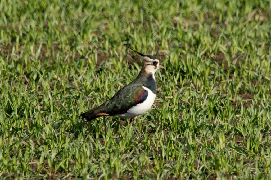 干拓堤防の鳥たち