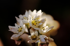 犬と散歩その道すがら