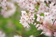 桜