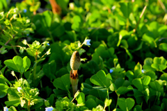 犬と散歩その道すがら