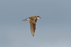 犬と散歩その道すがら