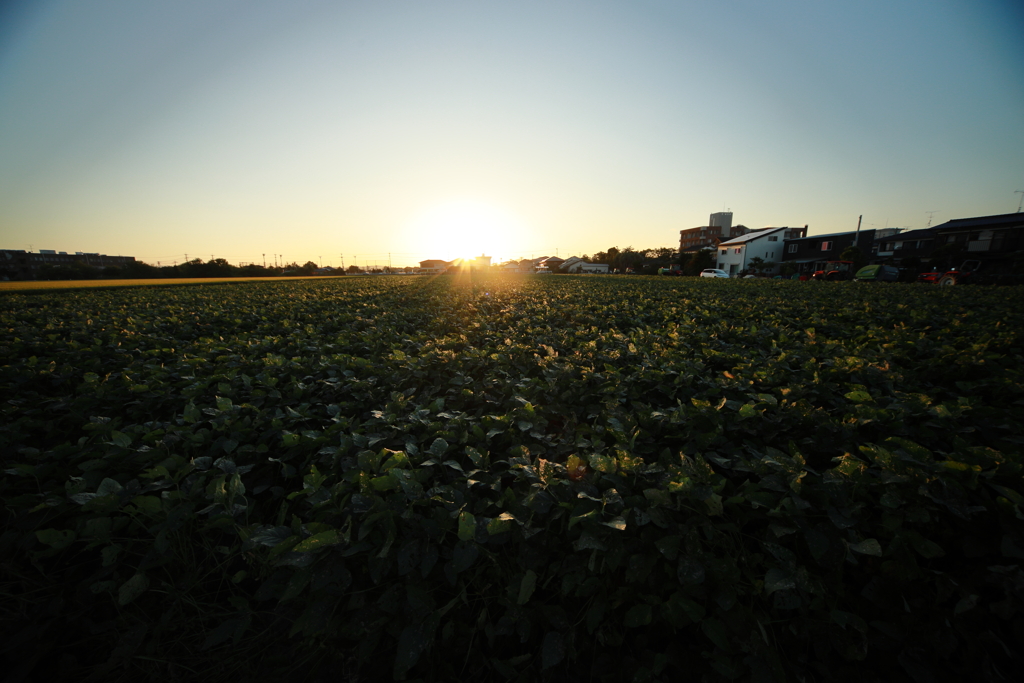 犬と散歩その道すがら