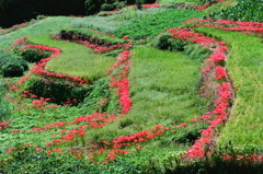 曼殊沙華