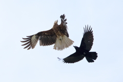 鳶vsカラス