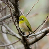 庭に来る鳥