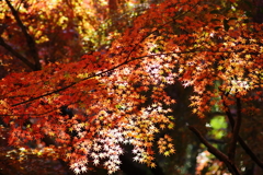 金立山紅葉