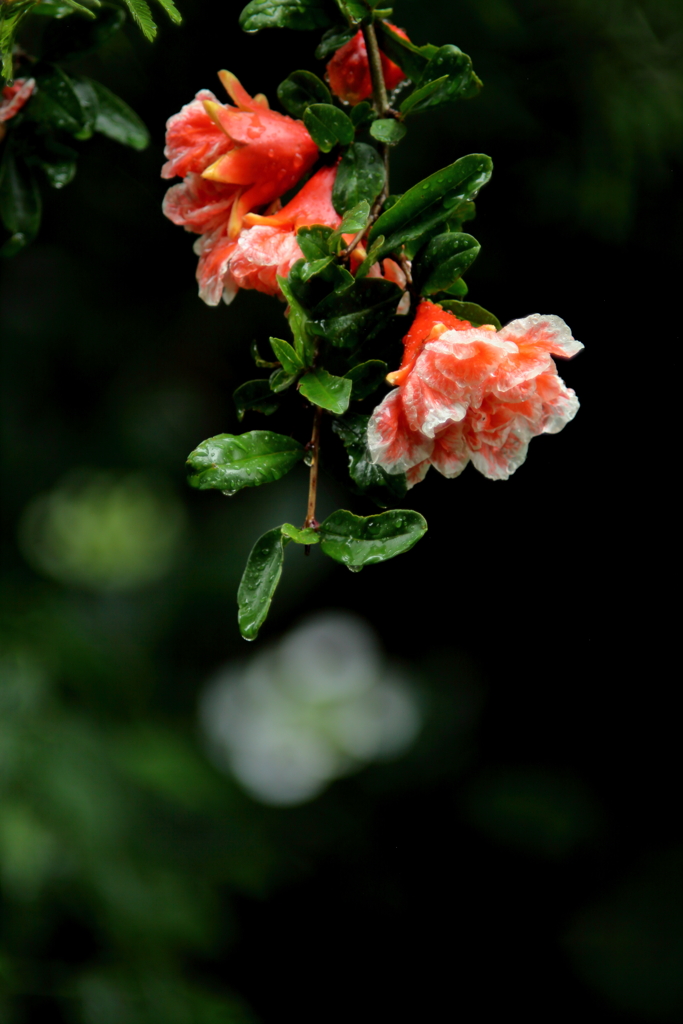 柘榴の花