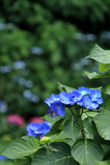 紫陽花