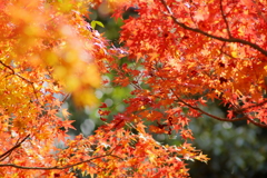 金立山紅葉