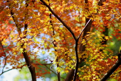 金立山紅葉