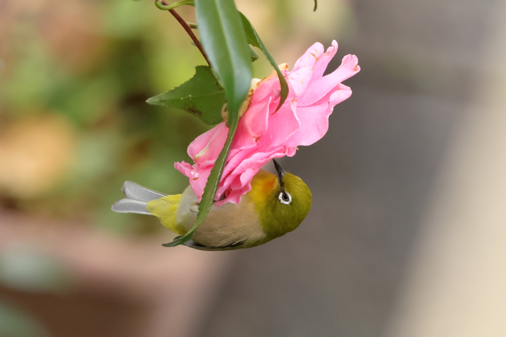 庭に来る鳥