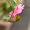 庭に来る鳥