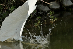 犬と散歩その道すがら
