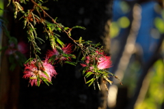 合歓の花