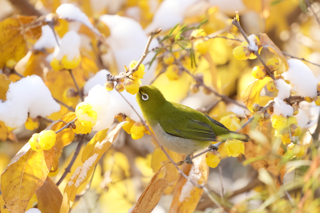 庭に来る鳥