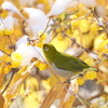 庭に来る鳥