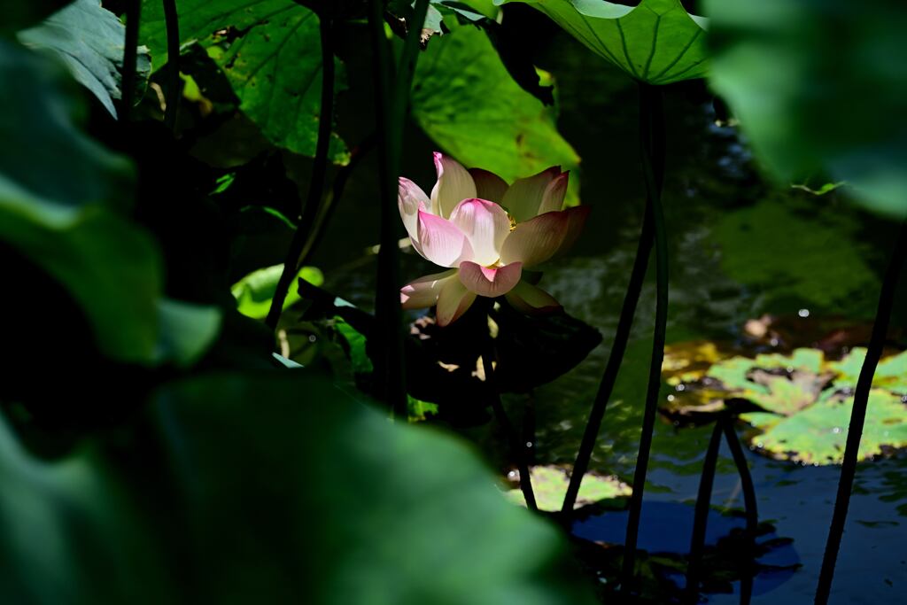 蓮の花
