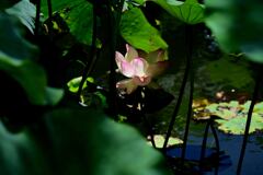 蓮の花