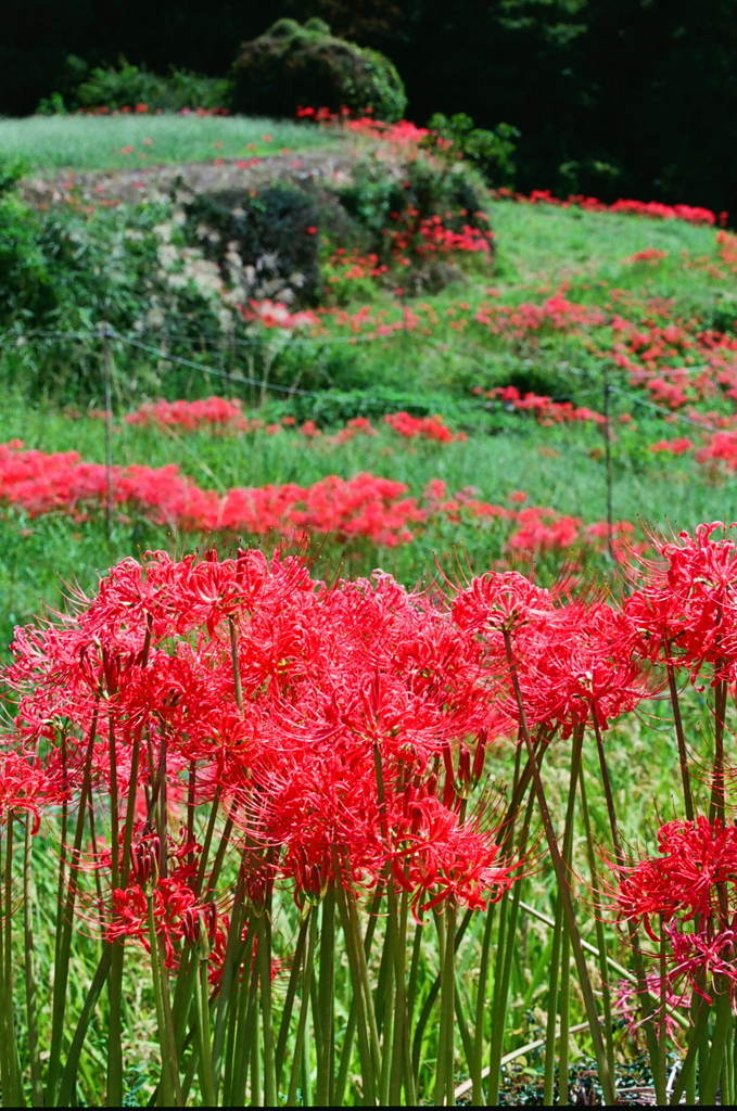 曼殊沙華