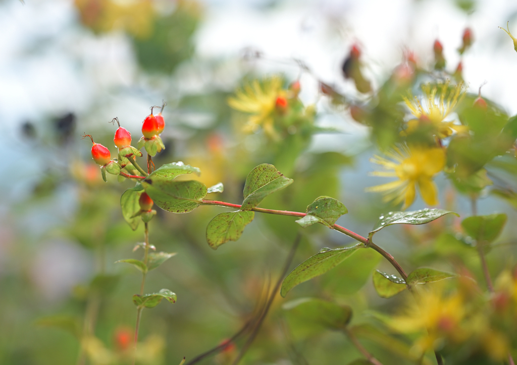 花木