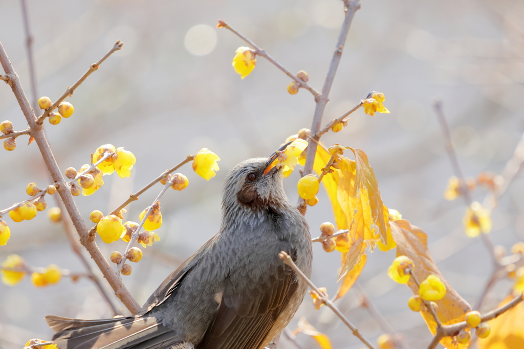 庭に来る鳥
