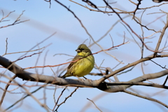 干拓堤防の鳥たち