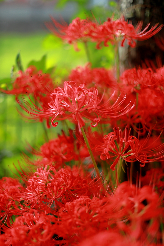 曼珠沙華