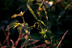 犬と散歩その道すがら