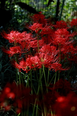 彼岸花