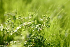 犬と散歩その道すがら