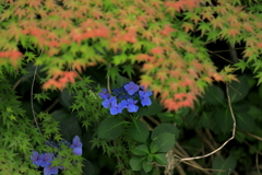 千年蓮横の紫陽花